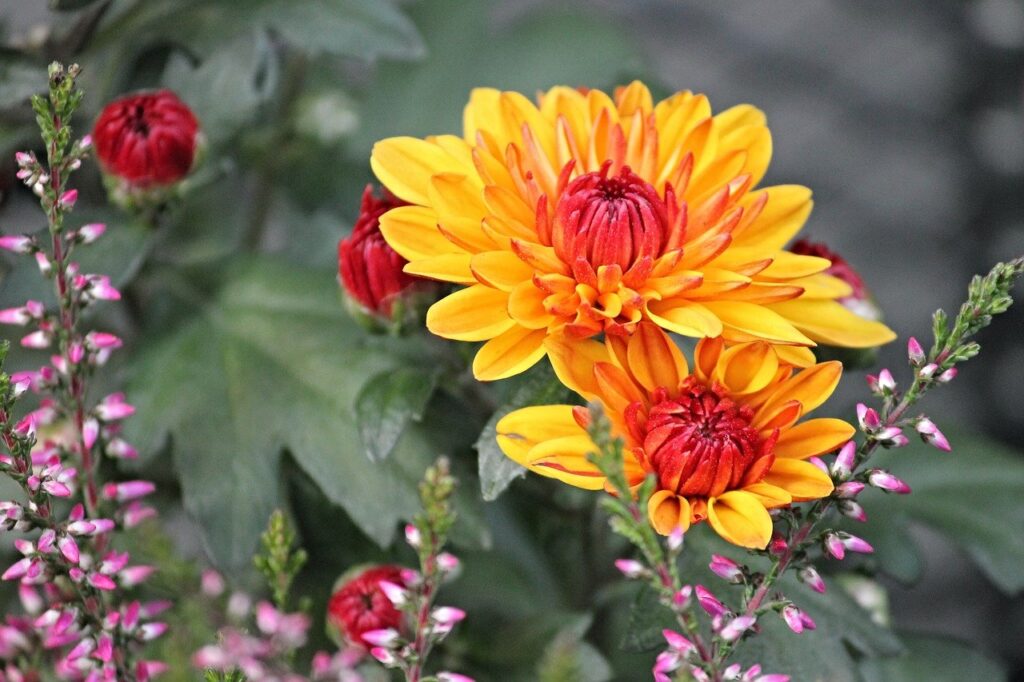 Herbst-Dekor mit bunten Blumen und Zeigen, natürlichen Stoffen und aktuellen blühenden Blumen.