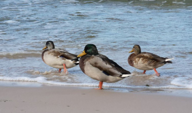 Stockenten in der polnischen Ostsee