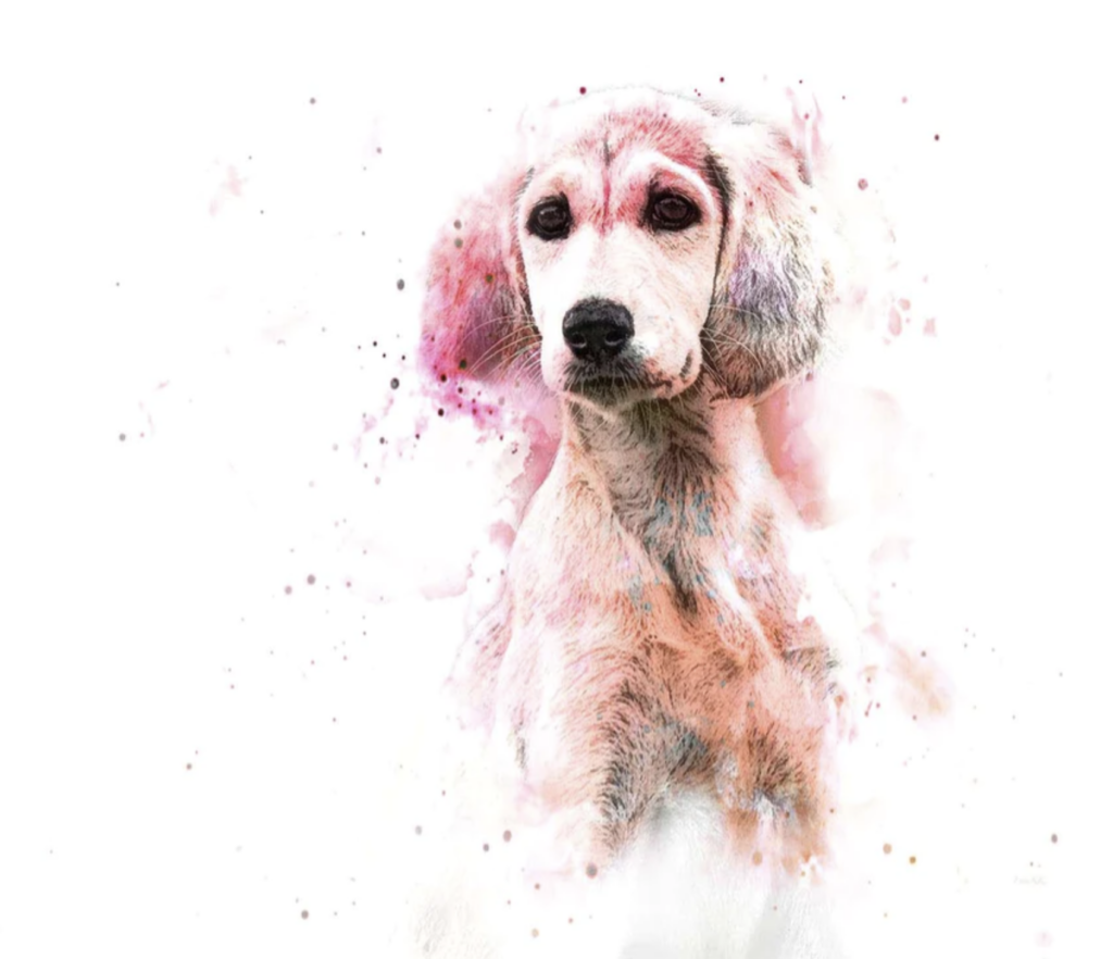 Anisha Aquarell Wandbild eines saluki Welpen, dem süßen kleinen Windhund mit den großen runden Augen.  