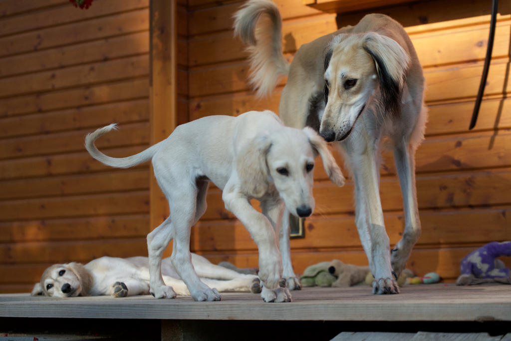 Saluki Welpe und Saluki Jungtier beim Spielen im Garten. Schnellste Landlebewesen der Welt, der Saluki Hund. Älteste Hunderasse der Welt, der Saluki Windhund.