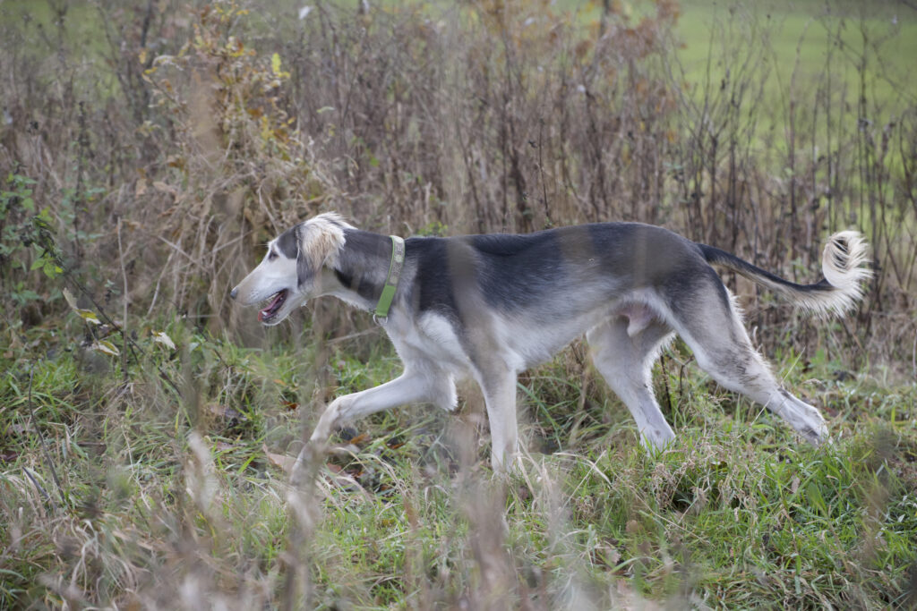 Saluki Welpe in grizzle Farben beim Laufen übers Feld. Schnellste Landlebewesen der Welt, der Saluki Hund. Älteste Hunderasse der Welt, der Saluki Windhund.