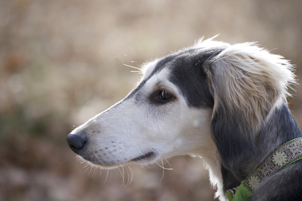 Saluki Welpe im Profil, mit seiner geradlinigen langen Schnauze und den puscheligen Ohren ist er eine wahre Schönheit. Schneller Sichtjäger und gleichzeitig liebevolle Couch-Potato.