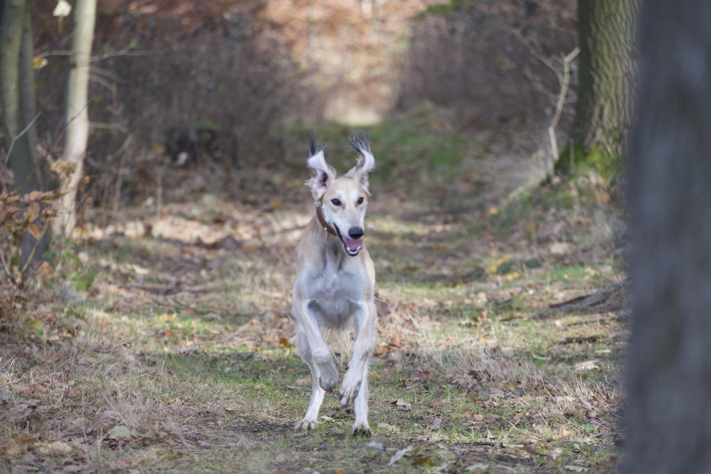 Saluki, persischer Windhund beim freien Rennen durch den Wald. Schau dir diese einzigartige Hunderasse an. Saluki in sandfarben, Rüde. 
