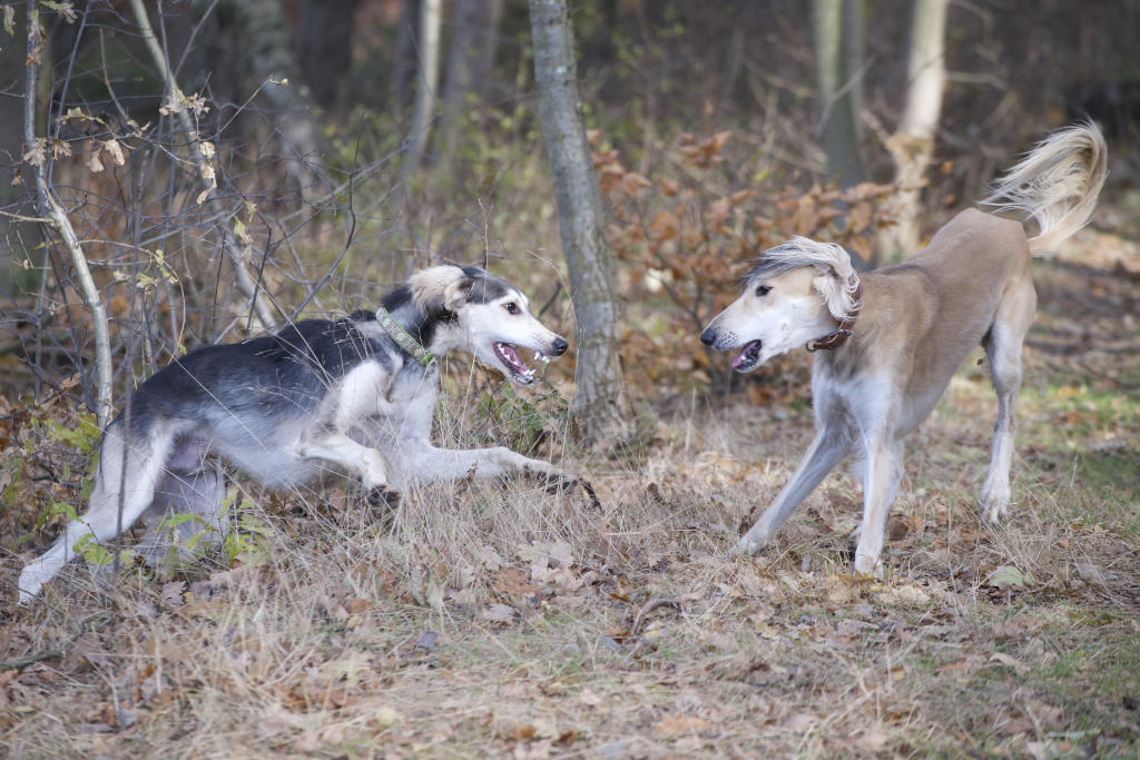 Zwei Saluki beim Spielen im Wald, persischer Windhund beim freien Rennen durch den Wald. Schau dir diese einzigartige Hunderasse an. Saluki in sandfarben und grizzle, Rüde. Junger Hund. 