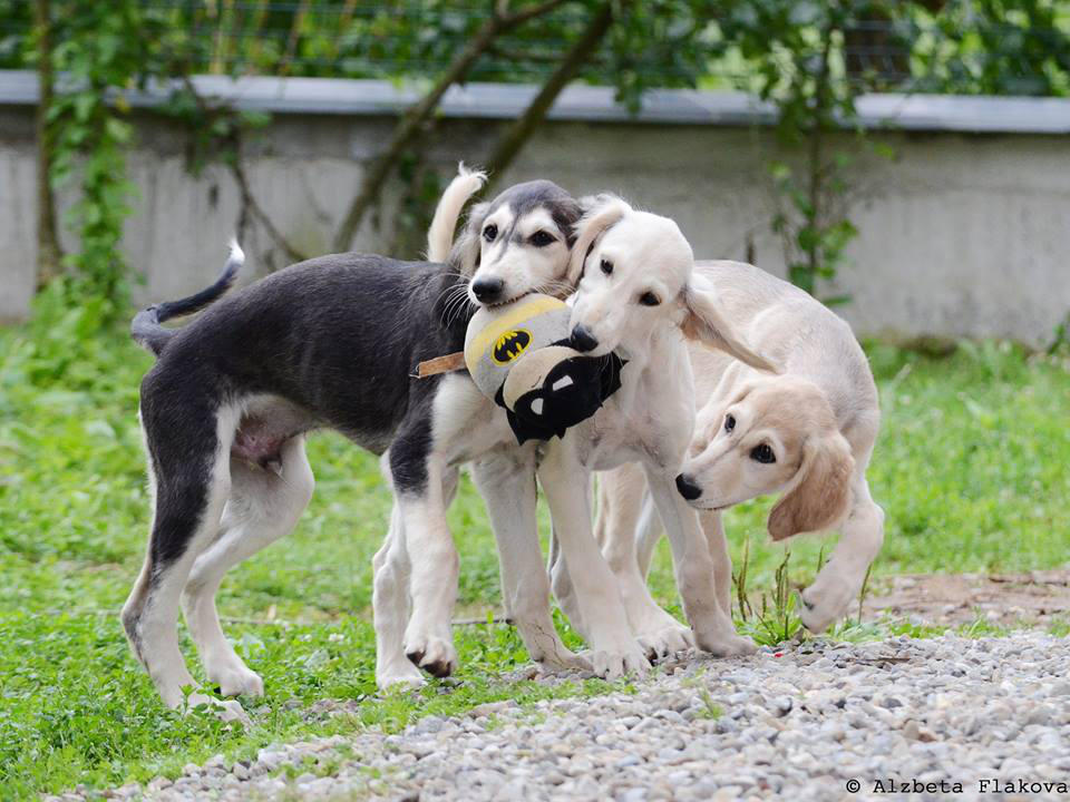 Saluki Welpen beim Spielen im Garten. Persischer Windhund, bunte Welpen Mischung. Weißer Saluki, Gizzle Saluki, Creme Sand Saluki.  Schnellste Landlebewesen der Welt. 