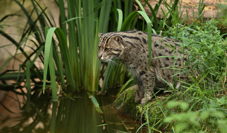 Die wilde Katzenart Fischkatze wartet am Ufer von Gewässern und springt mit einem beherzten Sprung kopfüber ins Wasser.