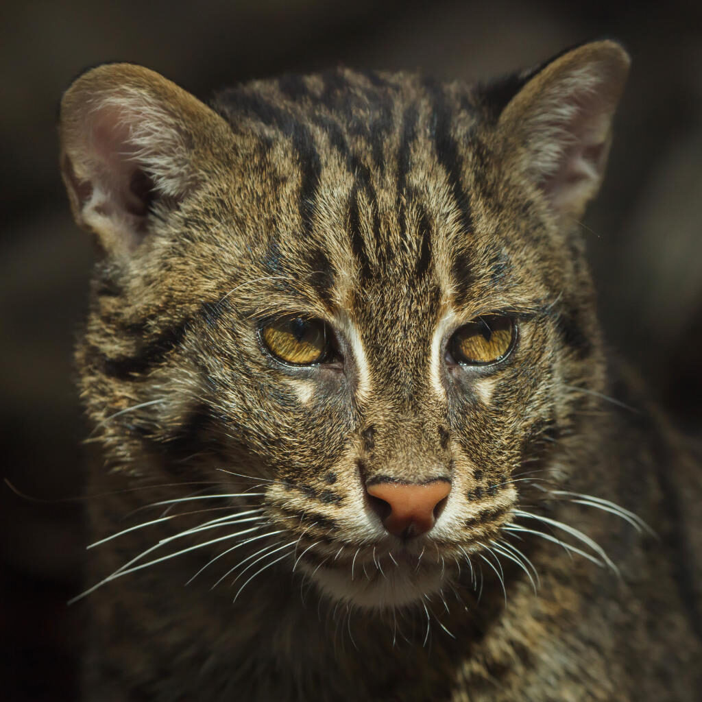 Die Fischkatze, als wilde Katzenart, hat einen schmalen, langen Kopf um hydrodynamisch im Wasser unterwegs zu sein.