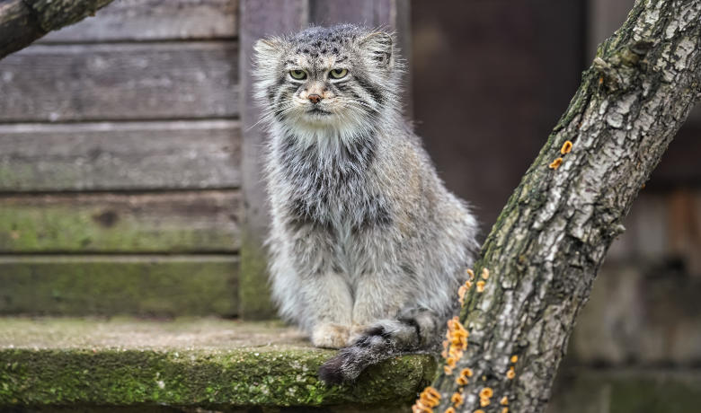 Kaum eine wilde Katzeart ist so ausdrucksstark, wie der Manul. Mit seinem fast menschlichen Ausdruck hat er großes Memepotenzial.