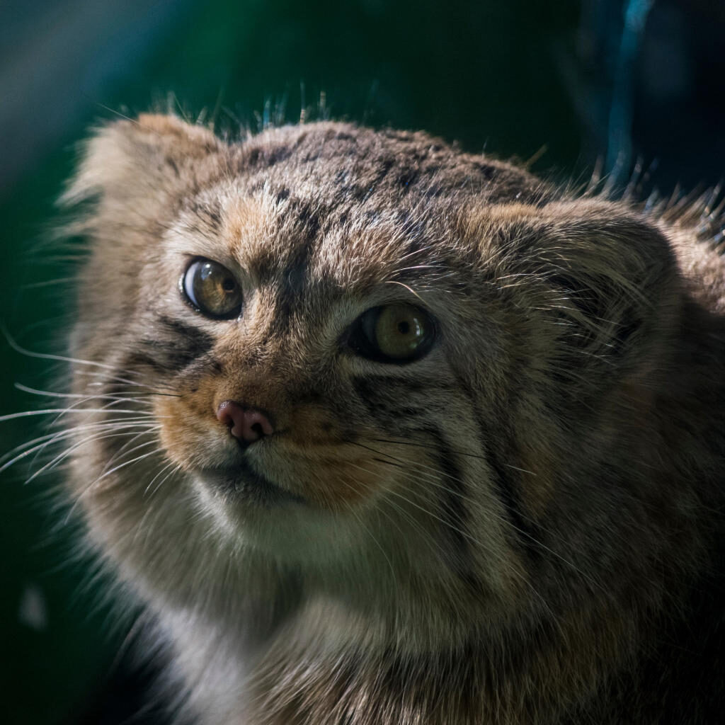 Kleine, runde Ohren sind eher untypisch für Katzen. Doch der Manul, als wilde Katzenart, profitiert damit bei der Jagd.