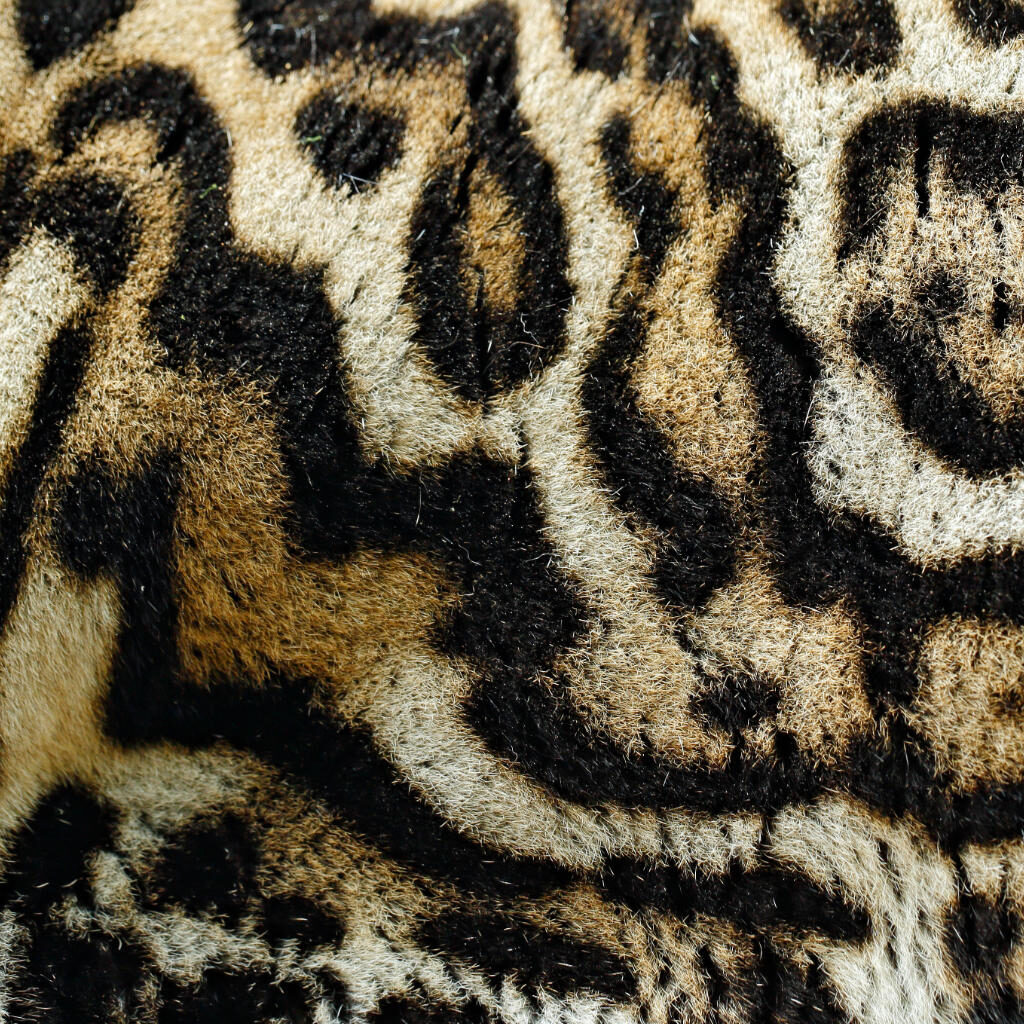 Die Langschwanzkatze oder auch Margay genannt hat eine besondere Fellfärbung. Diese wilde Katzenart ist deshalb leider Ziel von Wilderern.