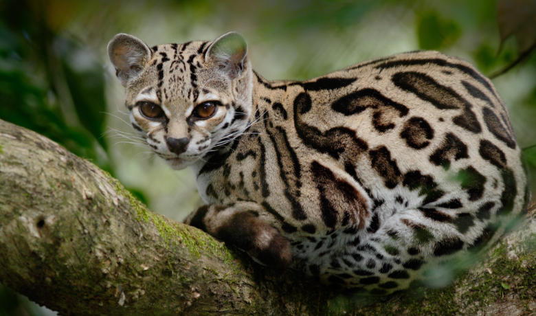 Die wilde Katzenart der Langschwanzkatze lebt in den Baumwipfeln im Dschungel.