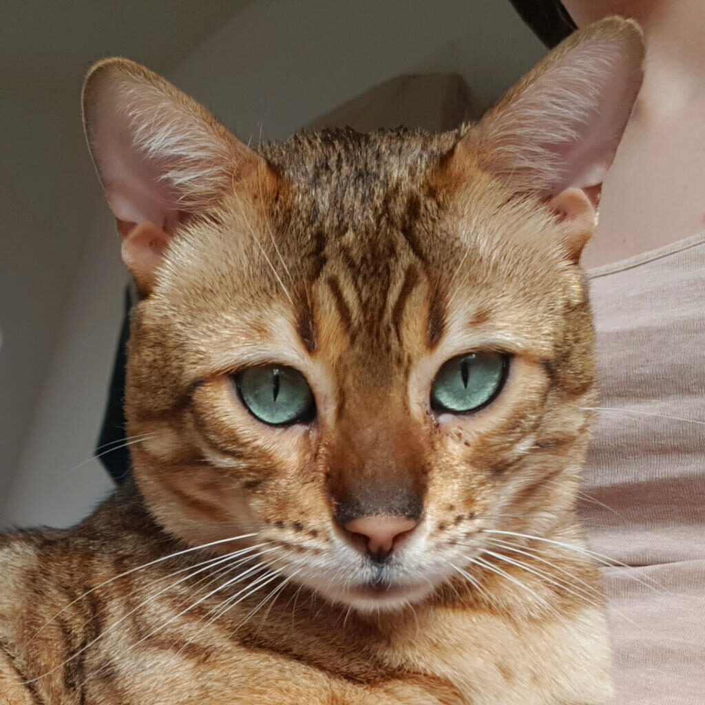 Mein Bengalkater Jack ist, ähnlich wie die wilde Katzenart der Fischkatze, gern am Wasser.