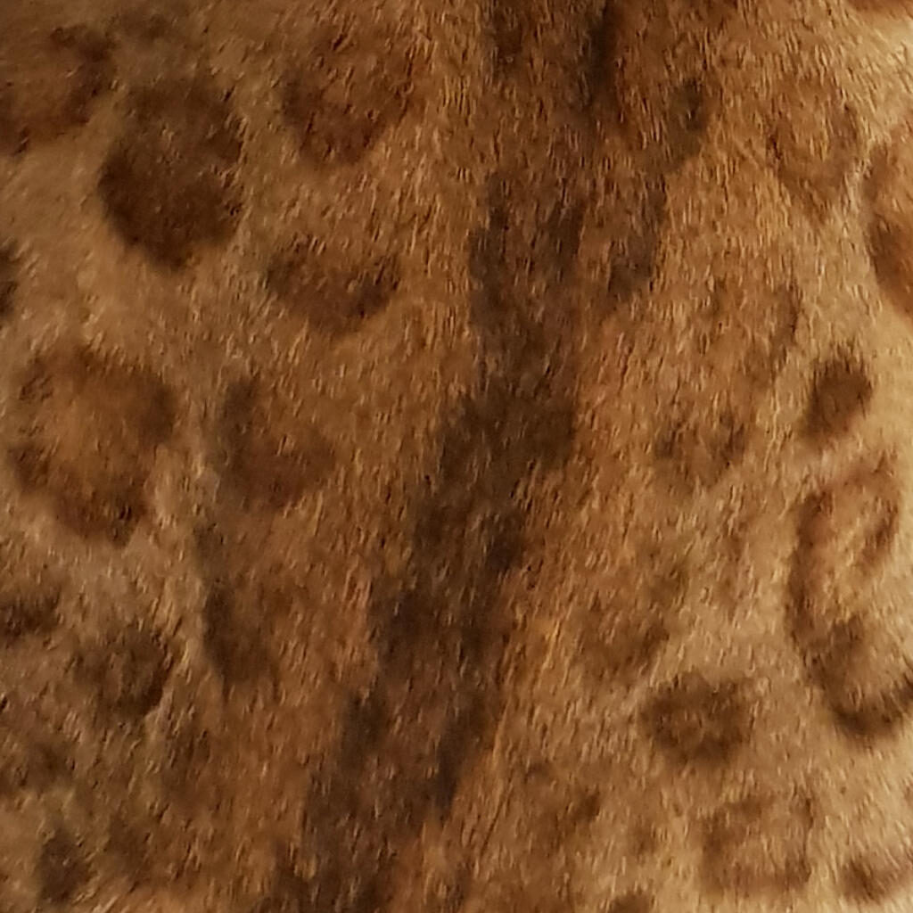 Ähnlich exotisch wie das Muster einer Wildkatze, ist auch das Fell meines Bengalkaters Jack.