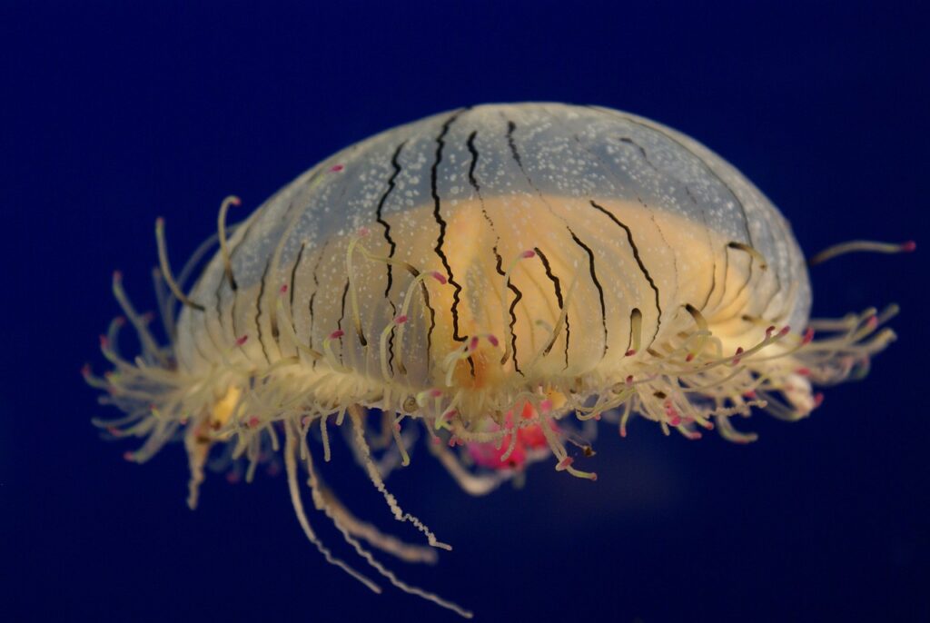 Biolumineszenz Unterwasser. Biolumineszenz bei Unterwasserlebewesen wie der Leuchtkugelqualle.