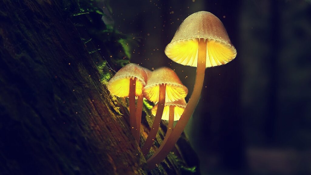 Biolumineszenz bei Pilzen - Glühende Pilze wie der Leuchtbalken-Pilz sind fazinierende Lebewesen. 