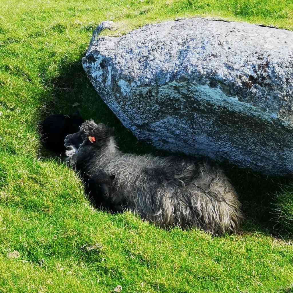 Schafe findest du quasi unter jedem Stein auf den Färöer Inseln. 